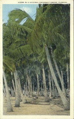 Природна кокосова шумичка, разгледница во Флорида